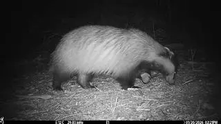 La biodiversidad de El Hondo se dispara: un vídeo confirma la presencia de tejones