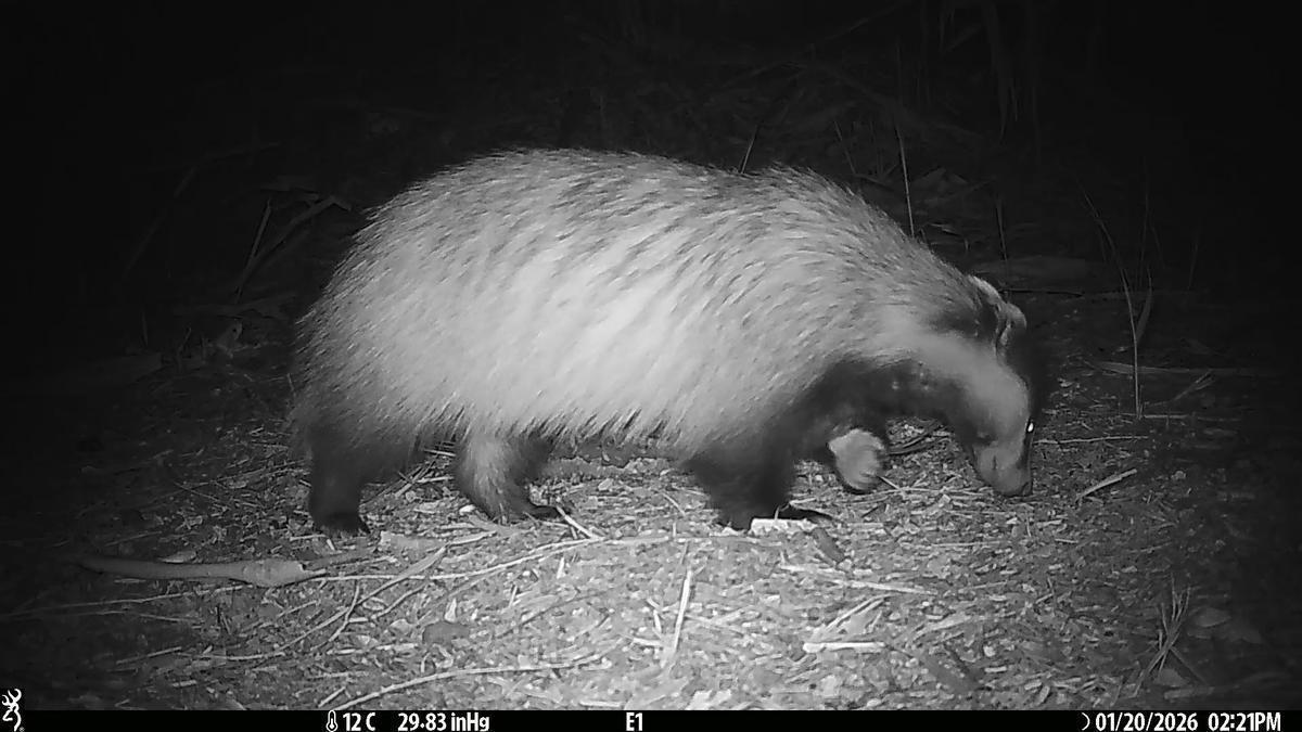 Graban por primera vez a un tejón en El Hondo de Elche y Crevillent