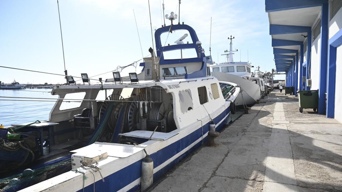 PESCA CASTELLÓN | Miguel Barrachina, sobre las trabas a la pesca en Castellón: «La única especie en extinción son nuestros pescadores» PESCA CASTELLÓN | Miguel Barrachina, sobre las trabas a la pesca en Castellón: «La única especie en extinción son nuestros pescadores»