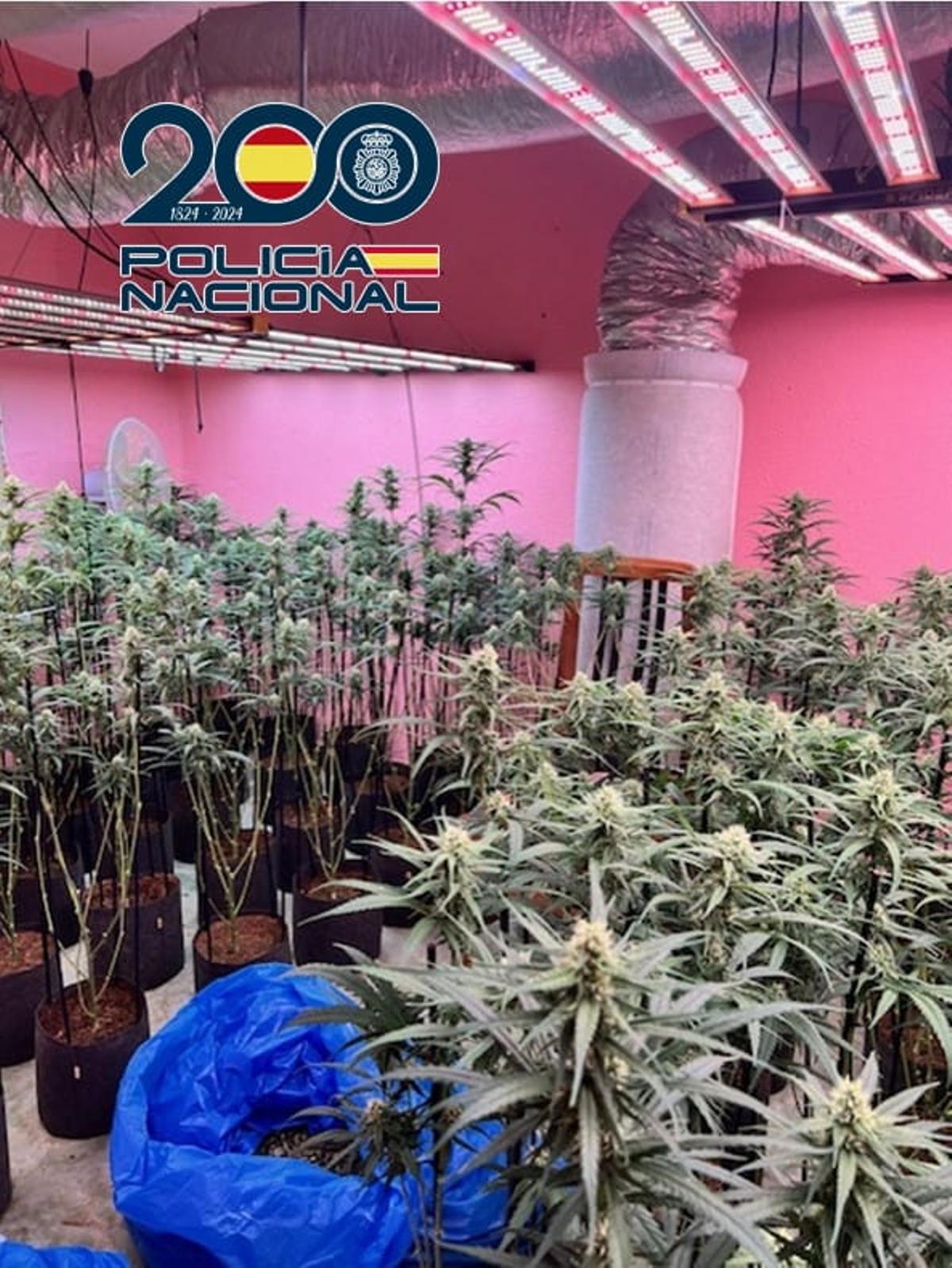 Una de las plantaciones de marihuana desmanteladas.