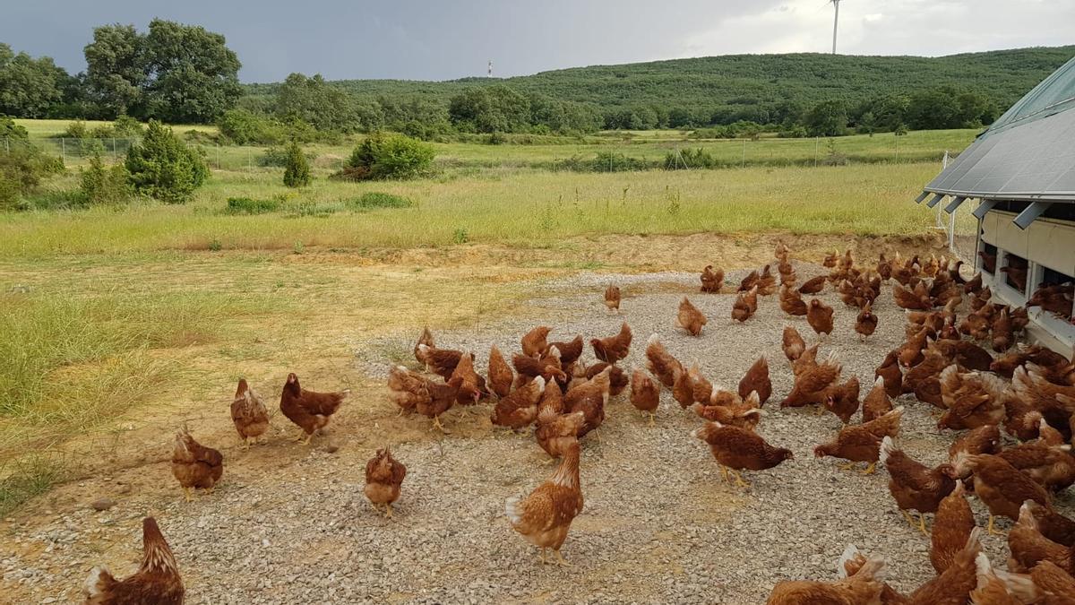 Gallinas camperas de la granja Oriche de Allueva.