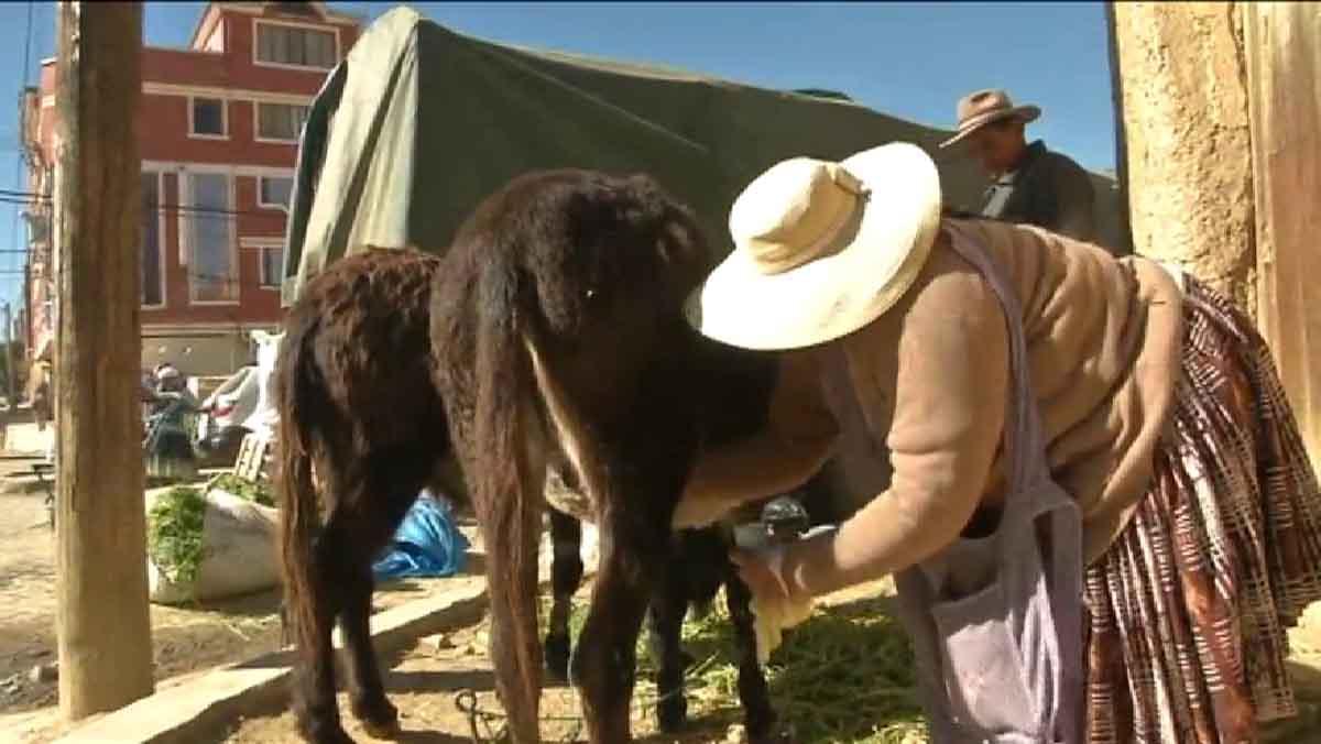 La leche de burra, la milagrosa bebida que cura enfermedades en Bolivia.