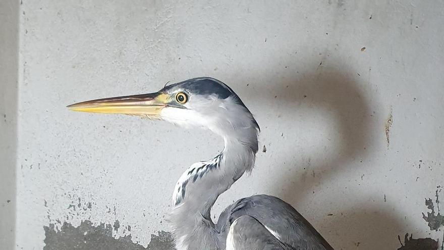 Rescatan una garza real herida en el Puerto de Vigo