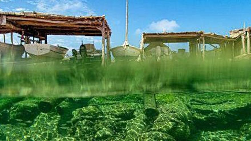 En el lugar en el que estos carriles se hunden en el mar, el agua parece adquirir el tono verde de las algas que crecen sobre los maderos.