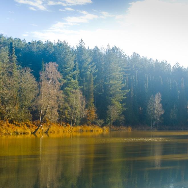 Bosque de Brocelandia, Bretaña, Francia