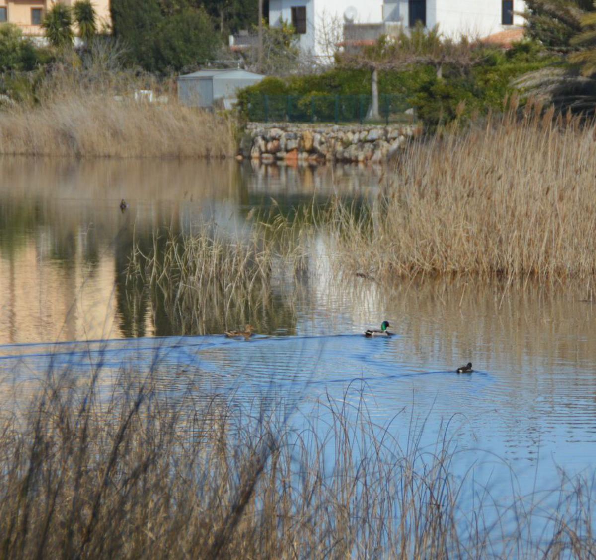 Una de les avingudes de l’actual càmping Lacus. | SANTI COLL