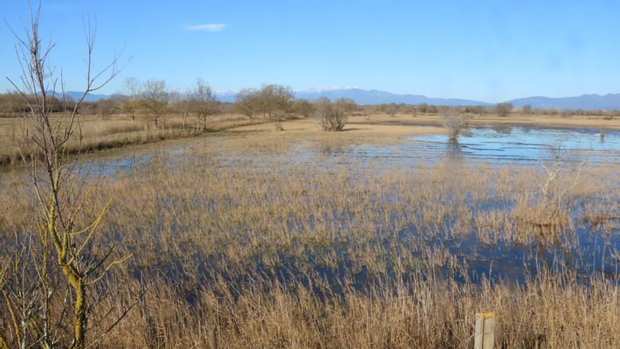 La Generalitat comprarà per 1,4 MEUR els estanys de Sant Antoni als Aiguamolls i els regenerarà juntament amb Vilaüt