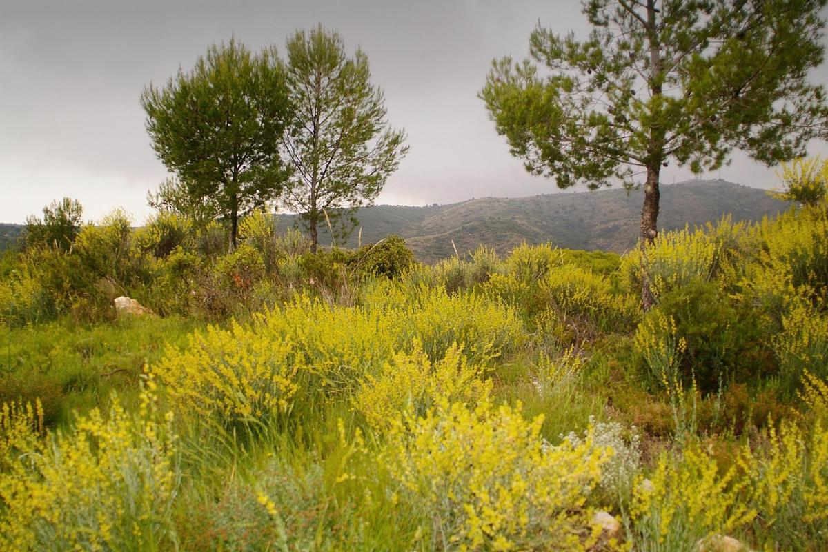 El monte público de Torrent en la Serra Perenxisa.