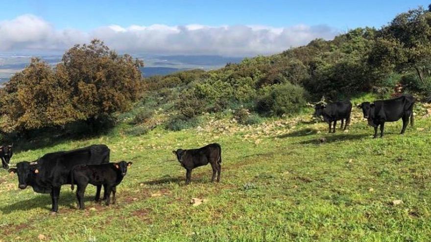 El 3º Congreso Nacional de Ganadería Extensiva debate los retos del sector en Córdoba, con el foco en enfermedades y relevo generacional