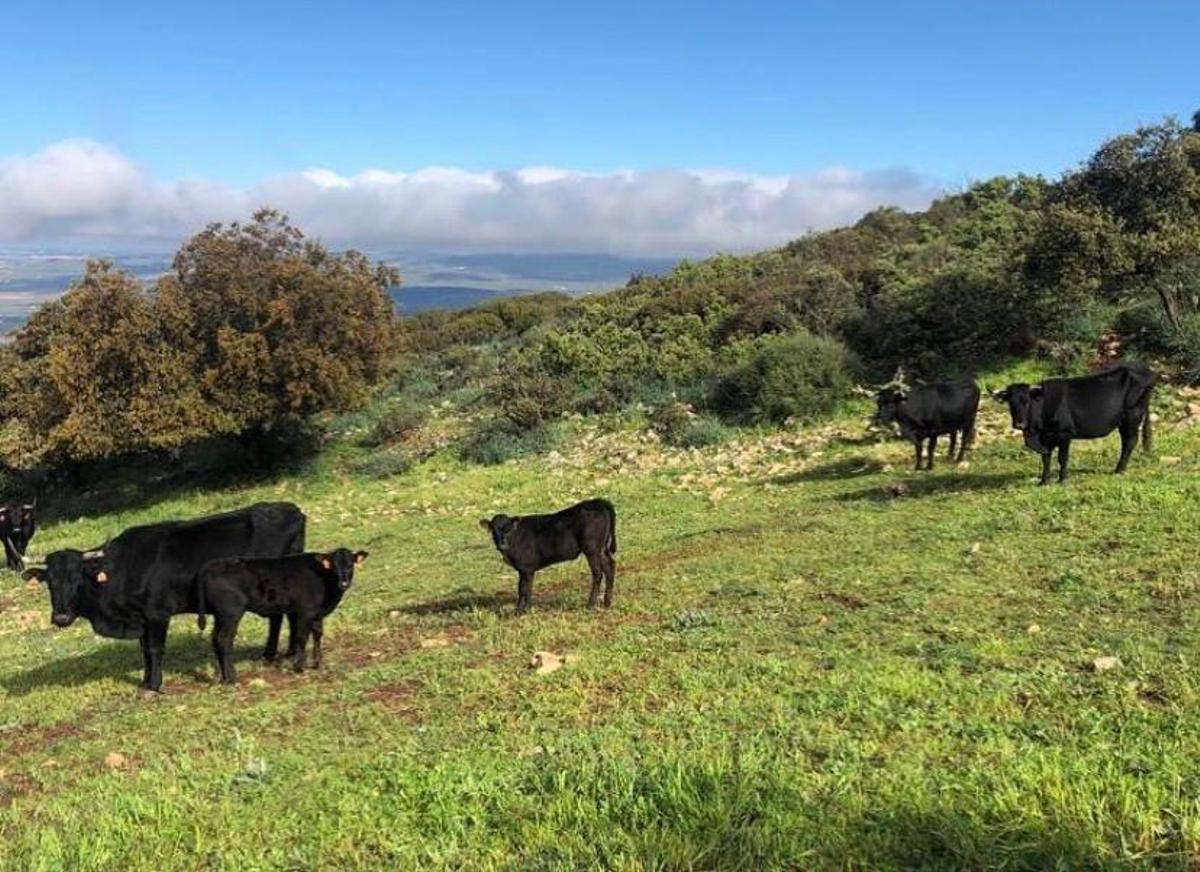 Ganadería de Vaquena en la sierra de Cabra.
