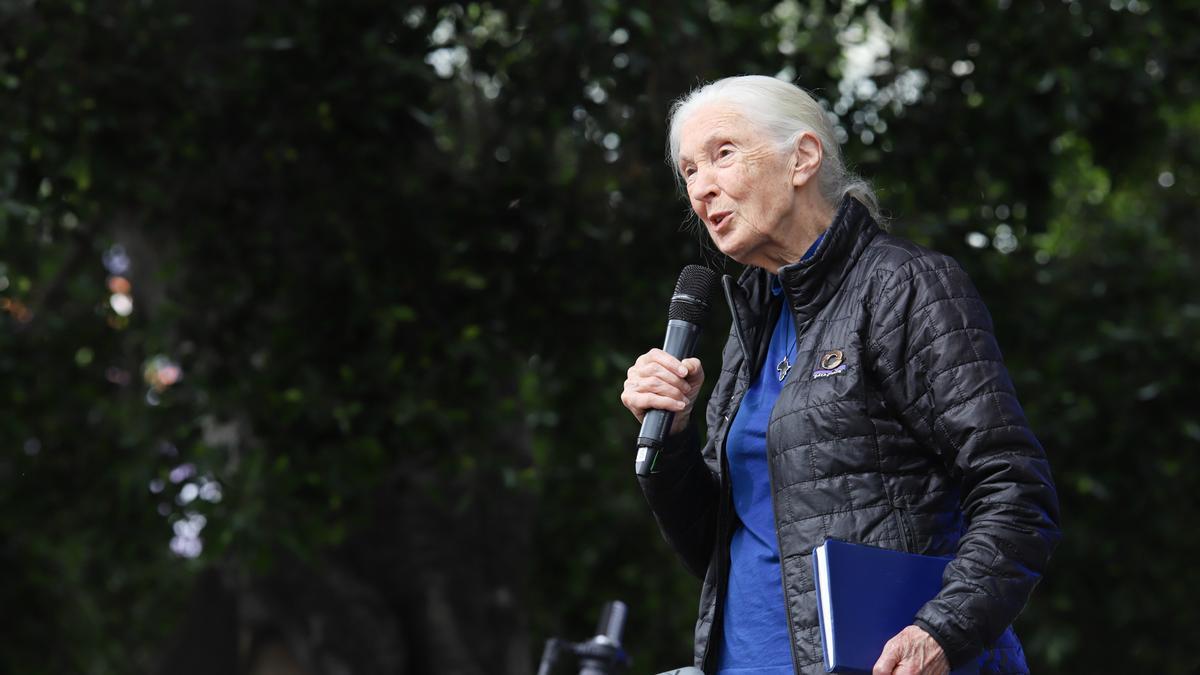 Jane Goodall durante el festival Starmus celebrado en La Palma.
