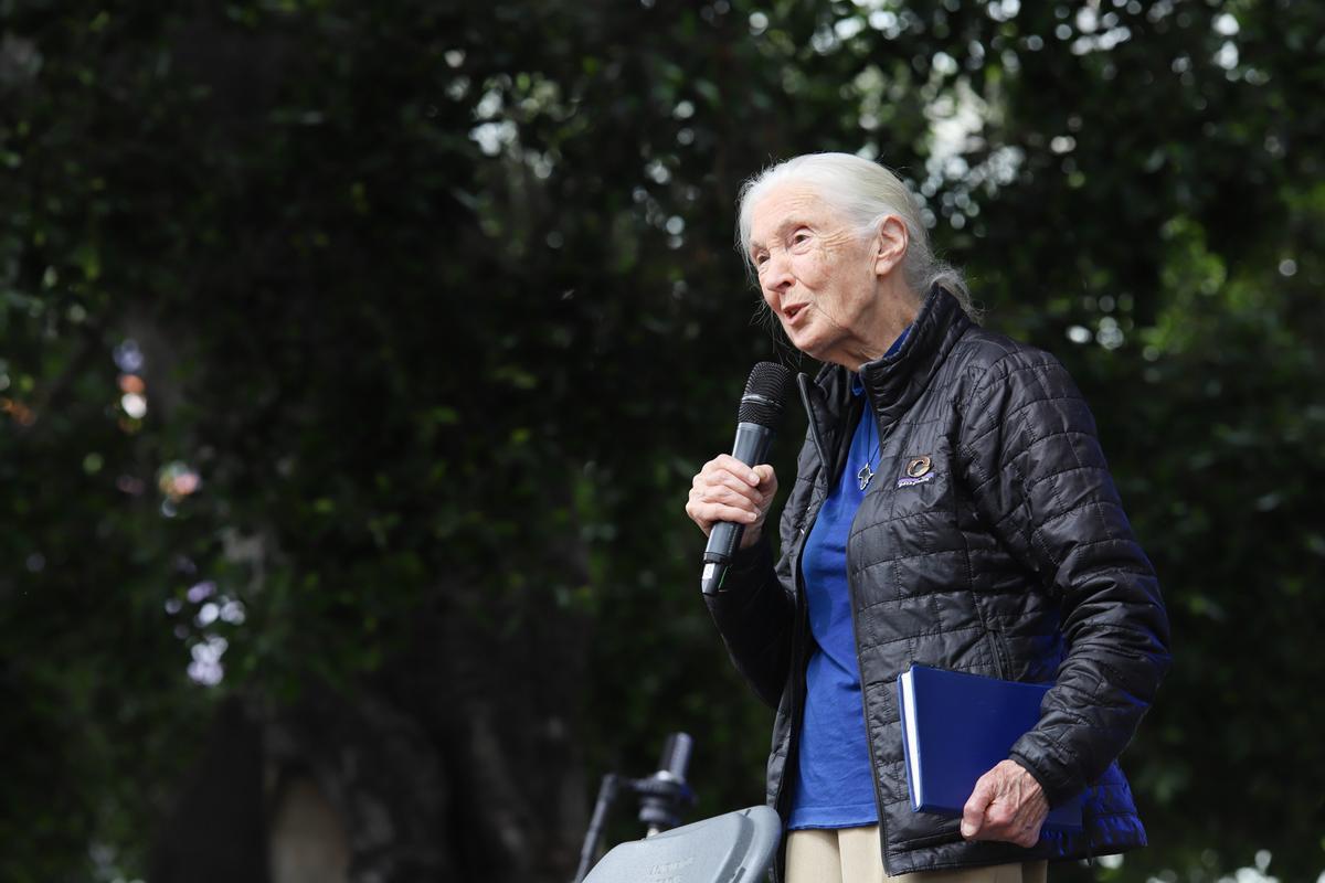 Jane Goodall durante el festival Starmus celebrado en La Palma.