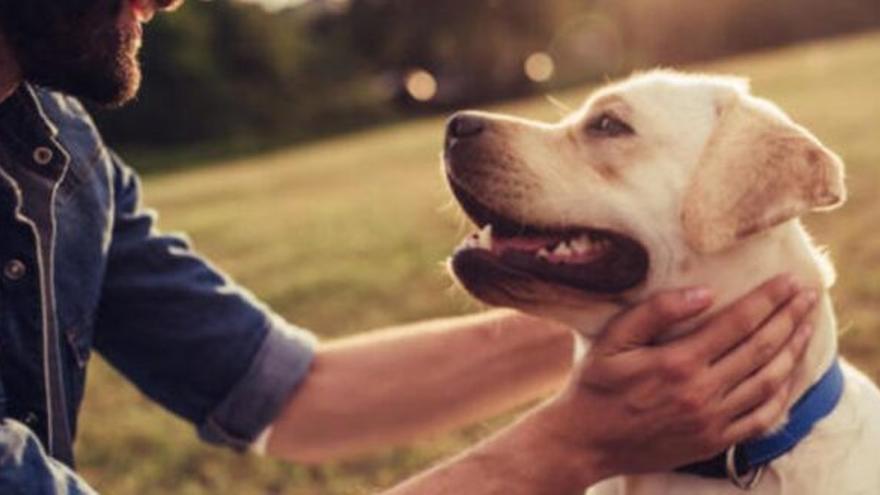 El olfato canino, la pieza clave para la detección temprana de cáncer de próstata