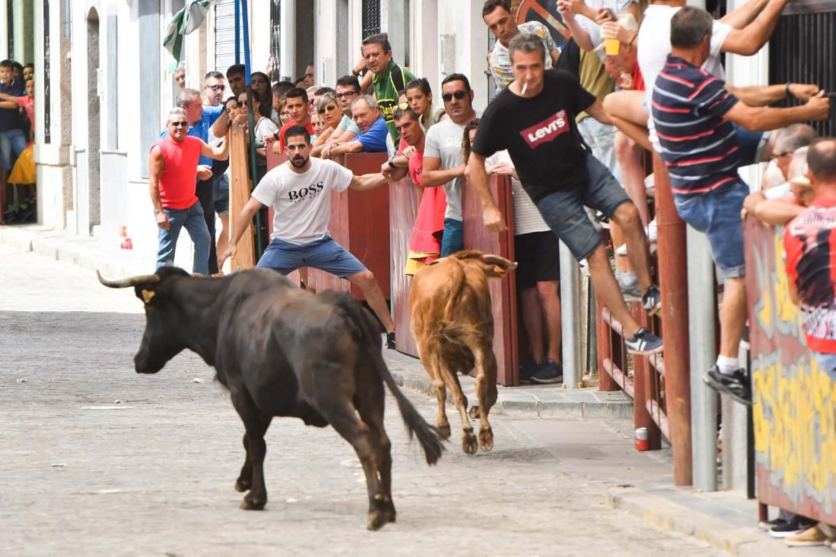 Primer encierro taurino en El Viso