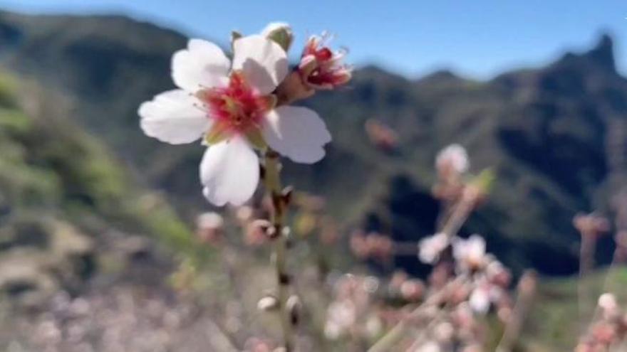 Tejeda se prepara para celebrar la fiesta de El almendro en flor