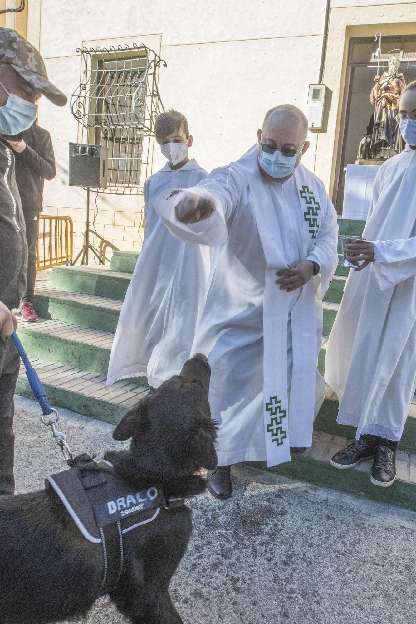 Orihuela: un San Antón con mascarilla