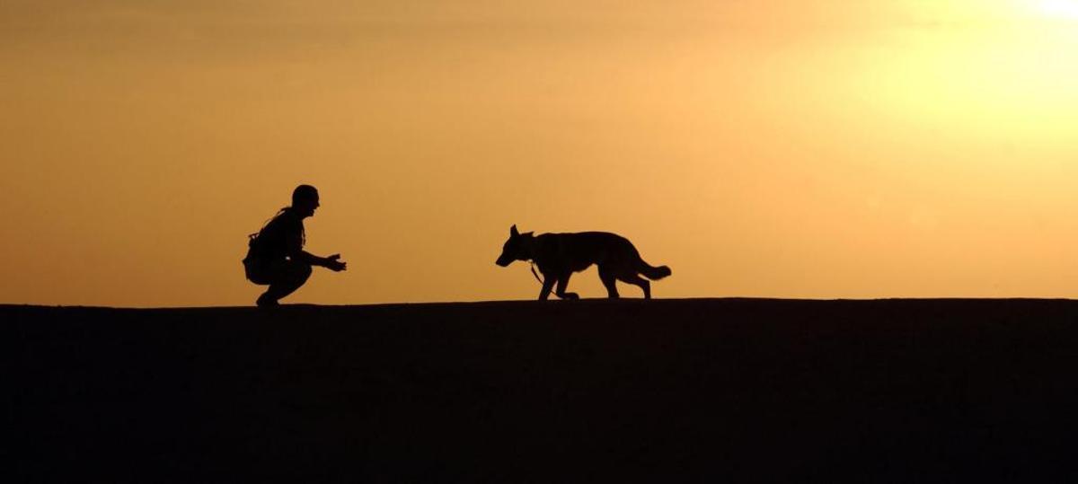 Los perros pueden convertirse en un compañero inseparable