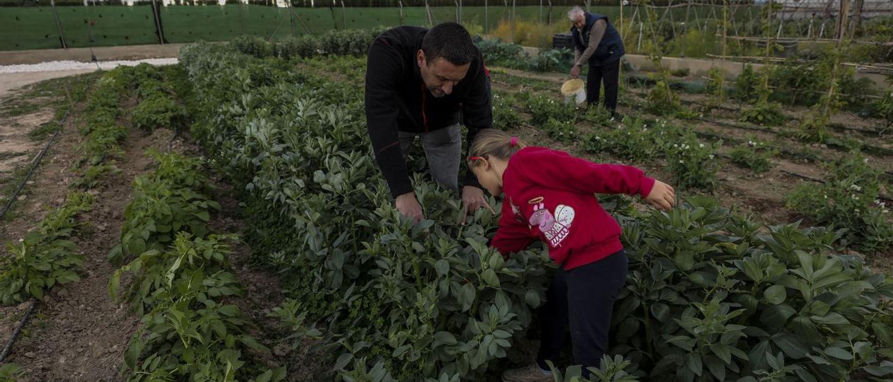 Una familia recoge parte de una cosecha en el Camp d’Elx, en una imagen de archivo. | ANTONIO AMORÓS