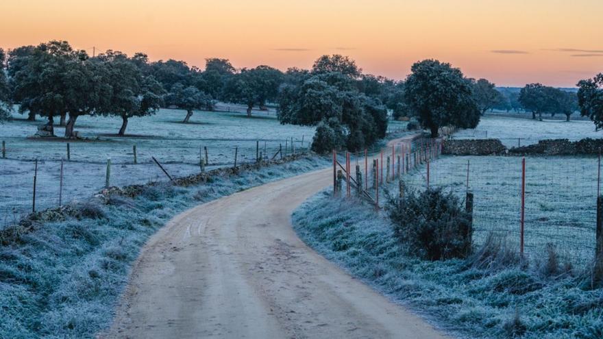 Imagen tomada el pasado viernes en una zona de dehesa de la comarca del Valle de Los Pedroches.