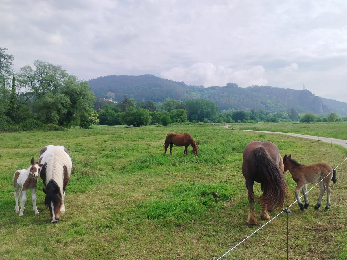 Así son los burritos y potros que fascinan a paseantes y peregrinos en la vega de Grado