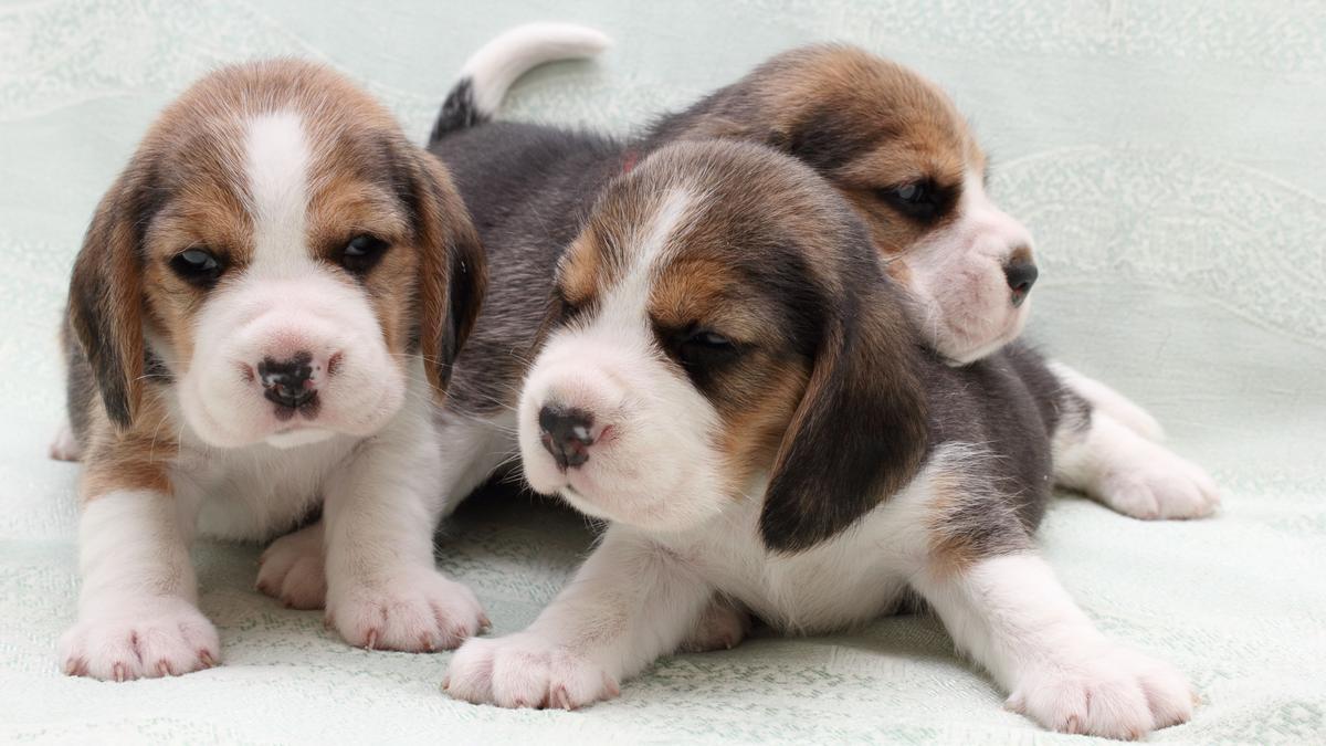 un grupo de pequeños perros, cachorros beagle puppies