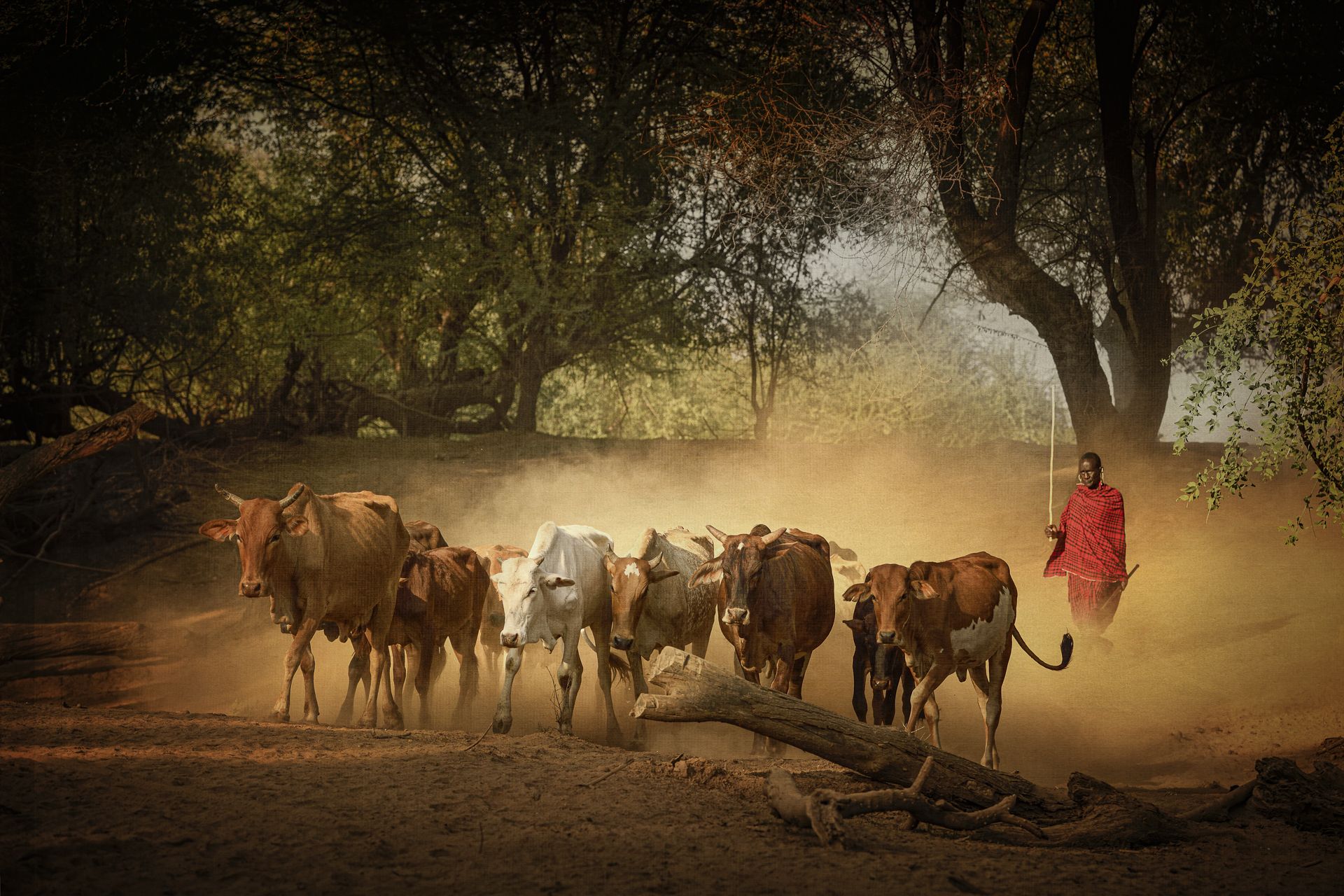 MAASAI SHEPHERD - Anne-Marie Etienne (Francia) - Mención de Honor Tema del año: Fotografía en Africa