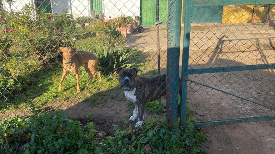 Dos perros de raza peligrosa atacan a un hombre de 61 años en Badajoz
