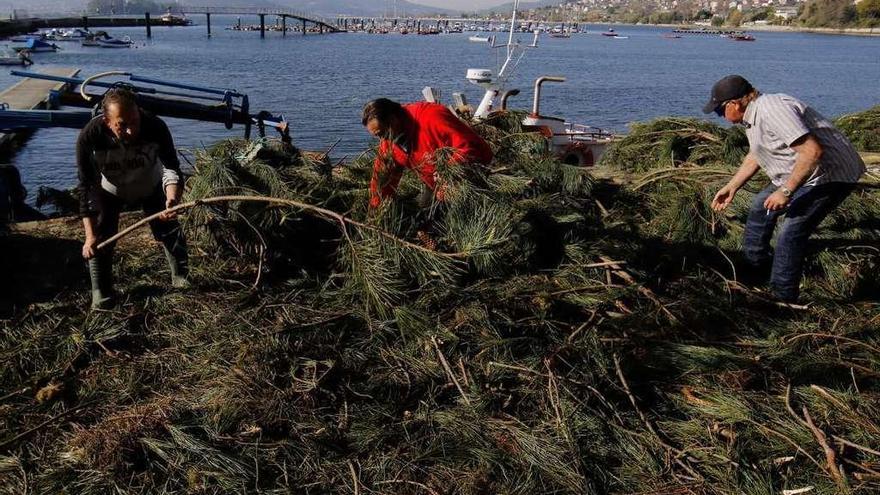 Los marineros preparan las ramas de pino para su depósito en el fondo del mar. // Ricardo Grobas