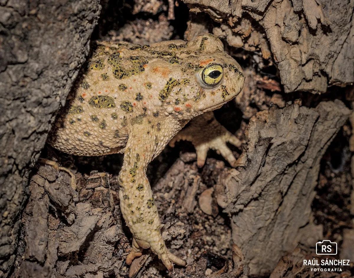 Sapo observado por los voluntarios de la Colla Ecologista El Campanà de Crevillent