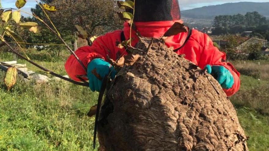 La velutina, a raya en la comarca de O Salnés