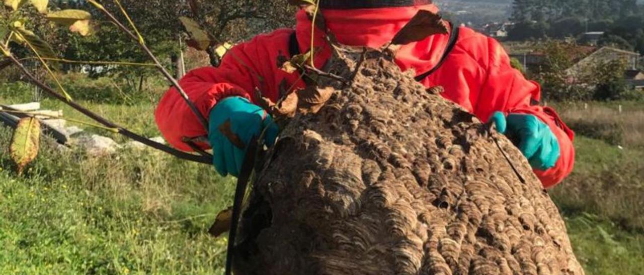 Uno de los nidos gigantes retirados por los técnicos en Sanxenxo