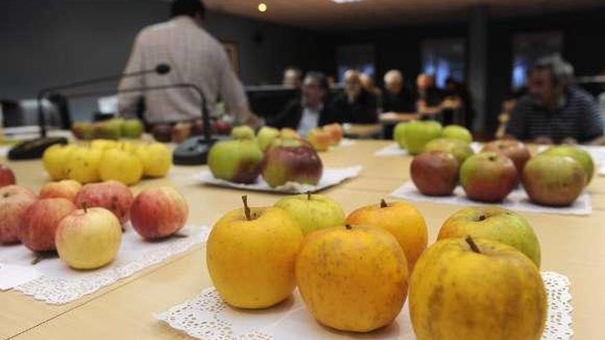 Cata de manzanas en Abegondo.