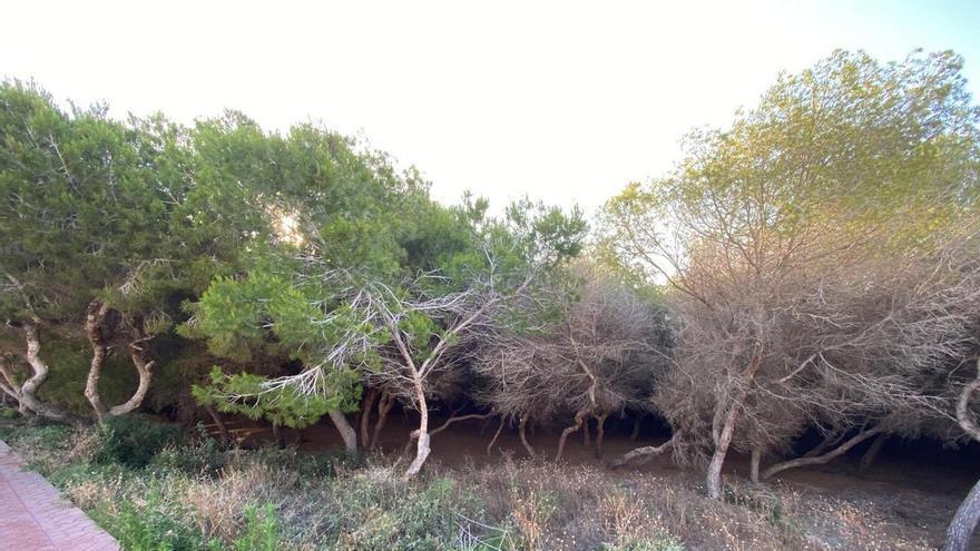 Pinos secos junto a zonas residenciales de Guardamar del Segura. Los vecinos reclaman su retirada