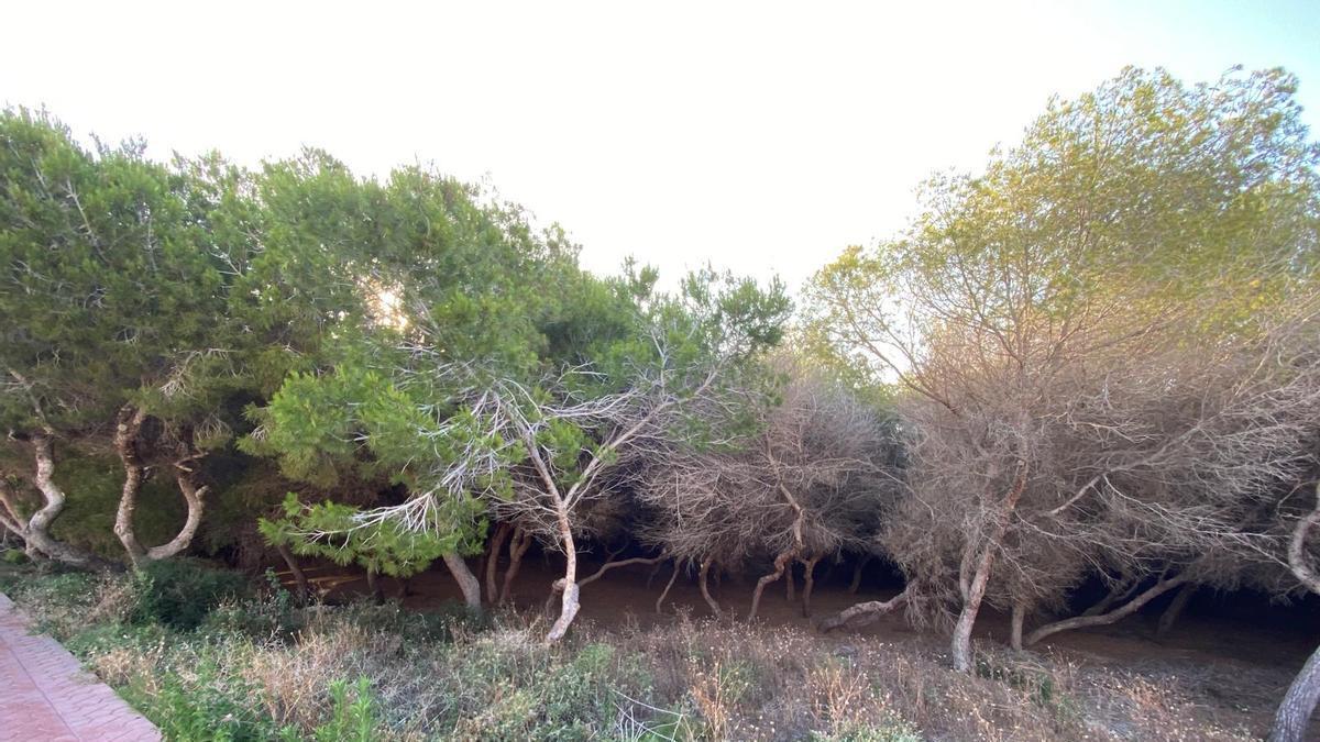 Pinos secos junto a zonas residenciales de Guardamar del Segura. Los vecinos reclaman su retirada