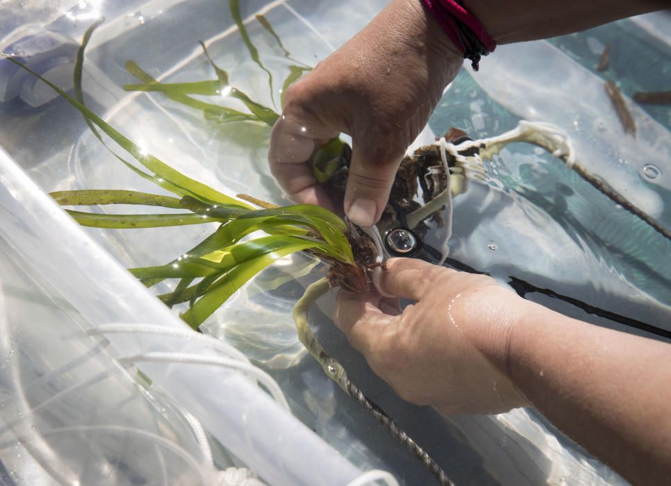 El proyecto de plantación de posidonia en Pollença alcanza el 60% de la superficie prevista