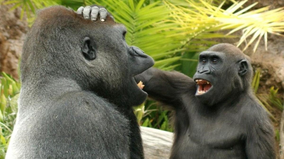 Dos gorilas juegan entre ellos.
