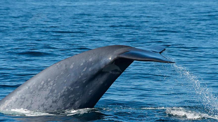 Ballena azul de 25 metros