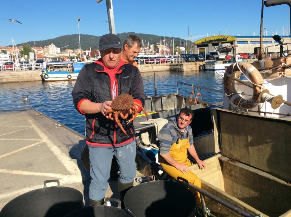 Apertura de la veda de la centolla en O Morrazo