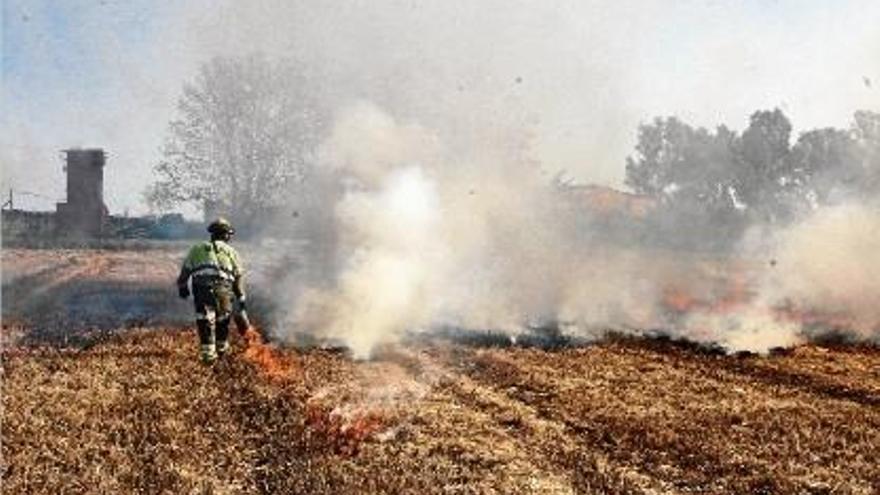 La crema controlada del camp de Palau-sator on es va detectar la presència del mol·lusc a l&#039;agost.