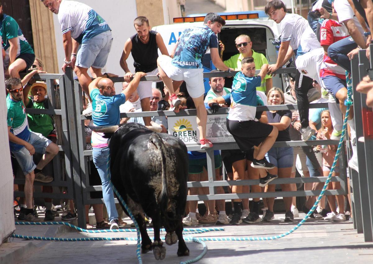 El toro de cuerda de Carcabuey, en imágenes