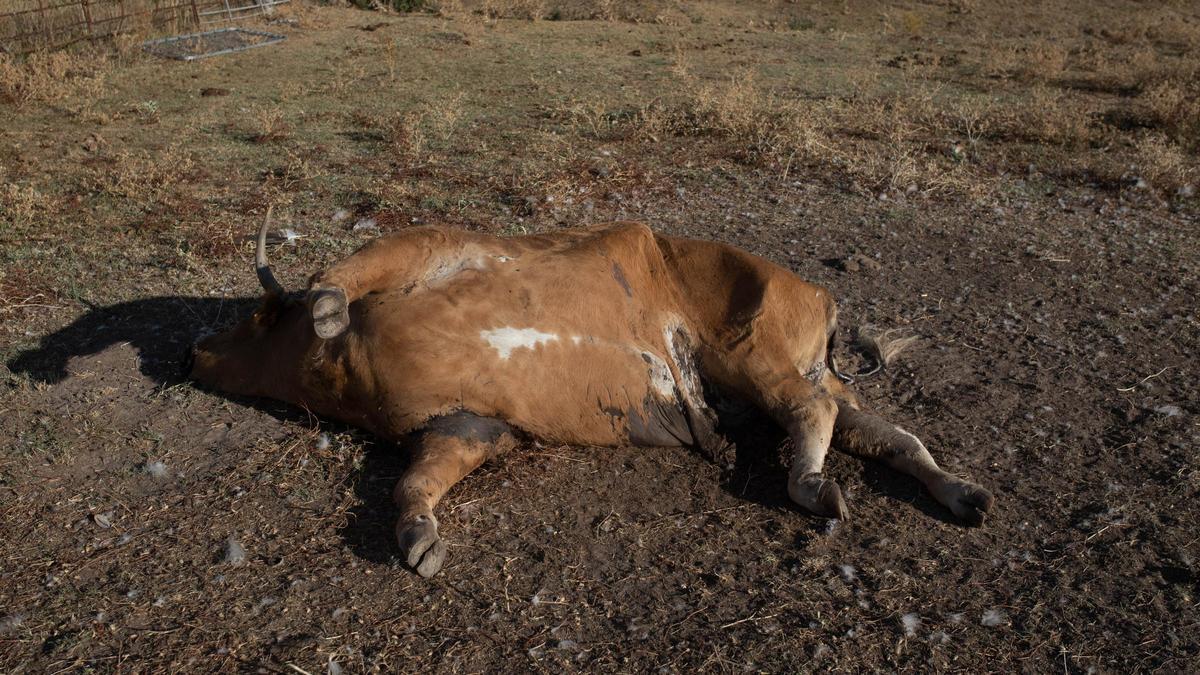 Una vaca muerta el año pasado por EHE en una explotación de Tierra del Vino