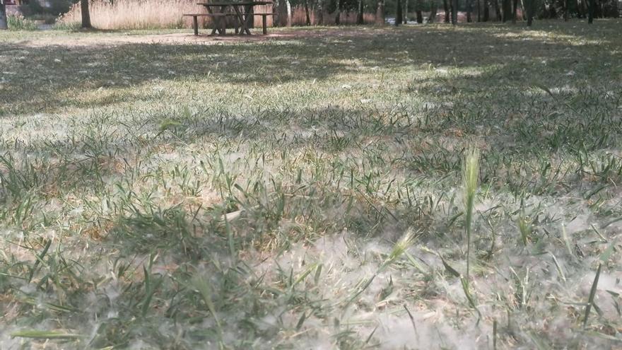 La sequía ha adelantado la aparición de la pelusa de chopo en Zamora, que irá a más