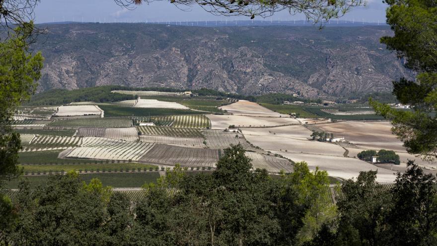 Nadie puja por mil hectáreas de pastos y aprovechamiento apícola en Moixent