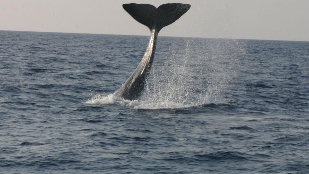 La cola de un cachalote, en el Mediterráneo. | TURSIOPS