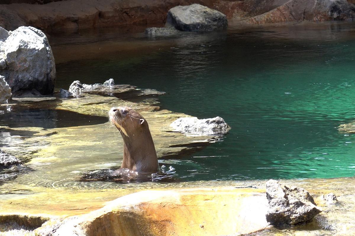Una de las nutrias de Bioparc.