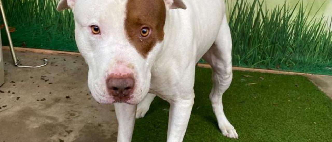 Fotografía del pitbull que mató al collie en el portal de adopciones de Natura Parc.