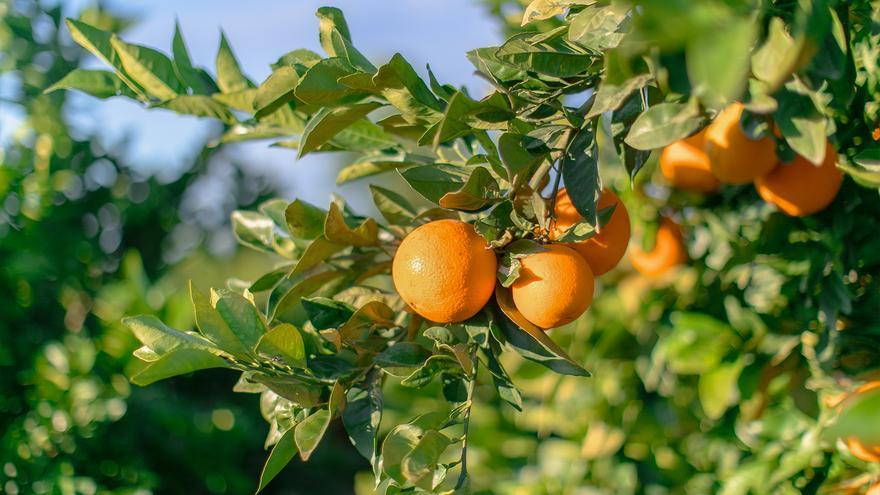 Mercadona comercializará 150 toneladas de naranjas del país