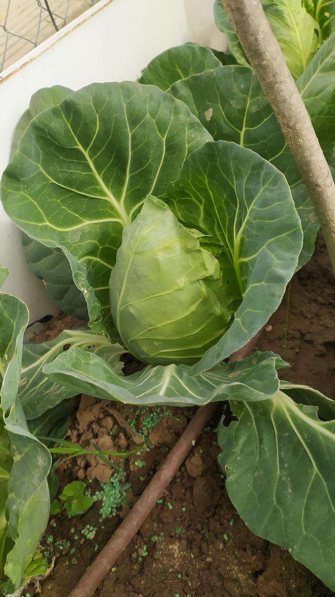 Fotogalería | Estas son las primeras frutas y verduras que recogen los adjudicatarios de los huertos de Llera
