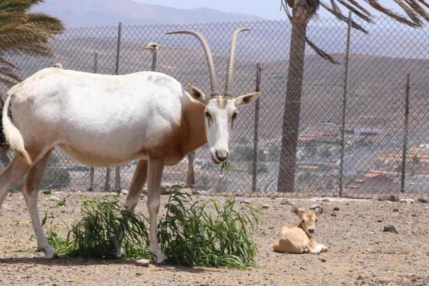 La mamá de oryx cimitarra junto a su pequeña cría.