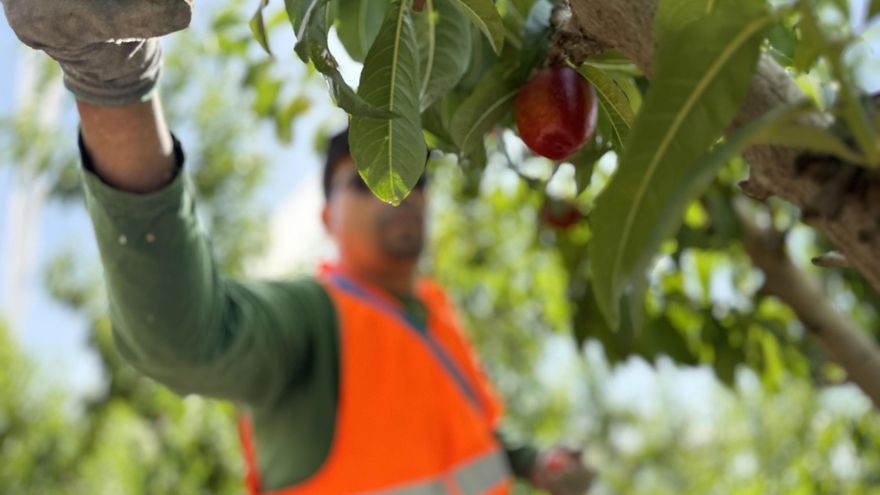 Las cooperativas agroalimentarias, motor de empleo y cohesión territorial en la Región